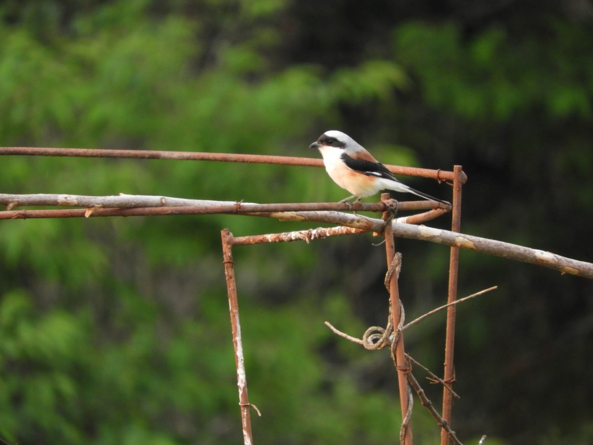 Индийский жулан - ML221448551