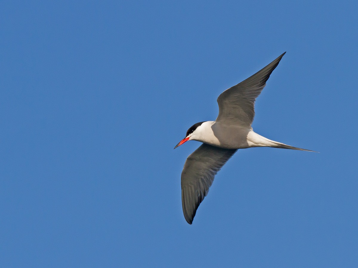 Flussseeschwalbe (hirundo/tibetana) - ML221448621