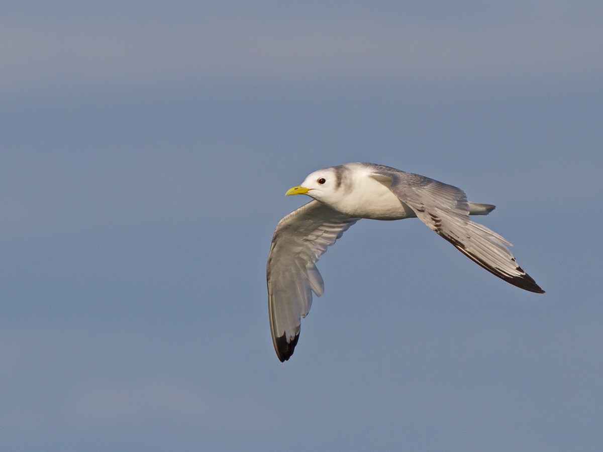 Black-legged Kittiwake (tridactyla) - ML221448641