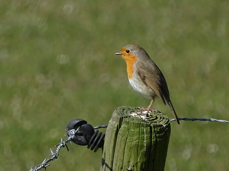 European Robin - ML221449541