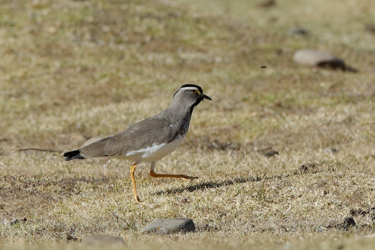 Spot-breasted Lapwing - ML221449551