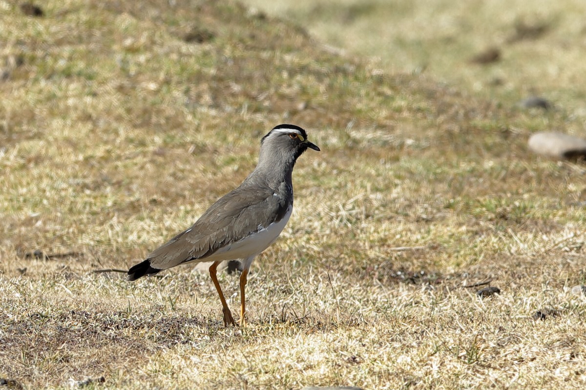 Spot-breasted Lapwing - ML221449581