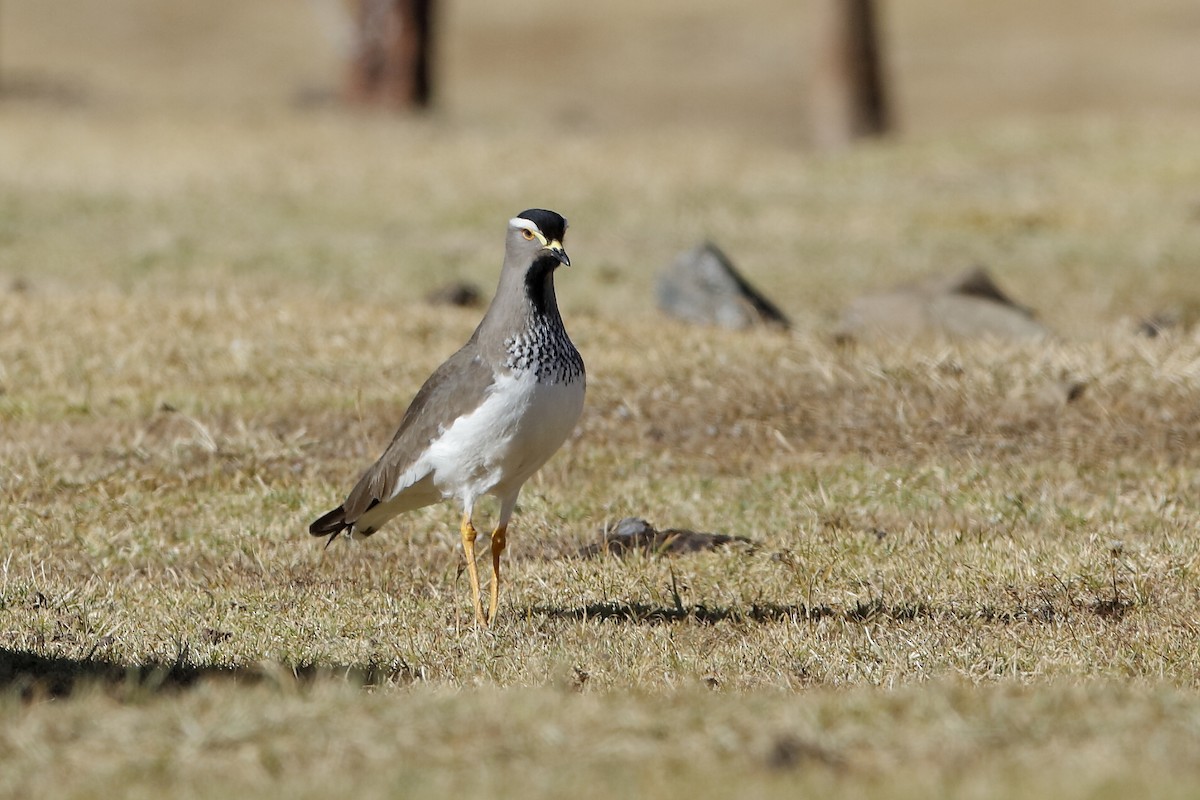 Spot-breasted Lapwing - ML221449591