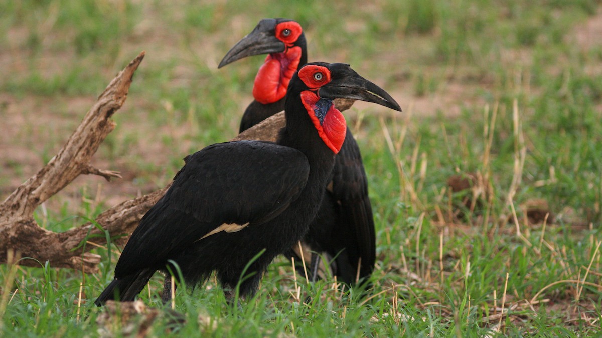 Southern Ground-Hornbill - ML22144971