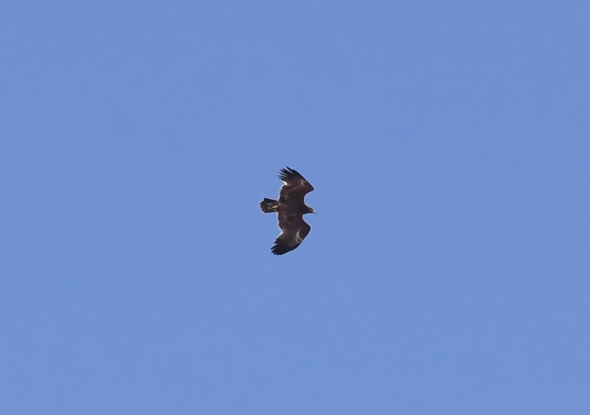 Greater Spotted Eagle - ML221449841