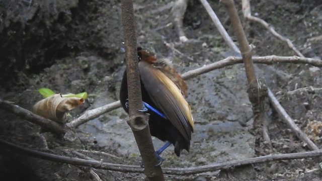 Magnificent Bird-of-Paradise - ML221449931