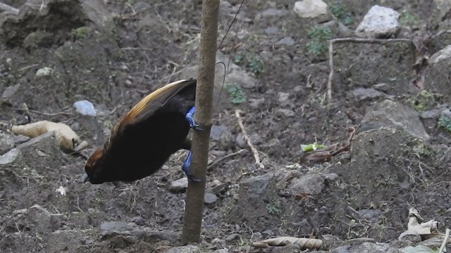 Magnificent Bird-of-Paradise - ML221450001