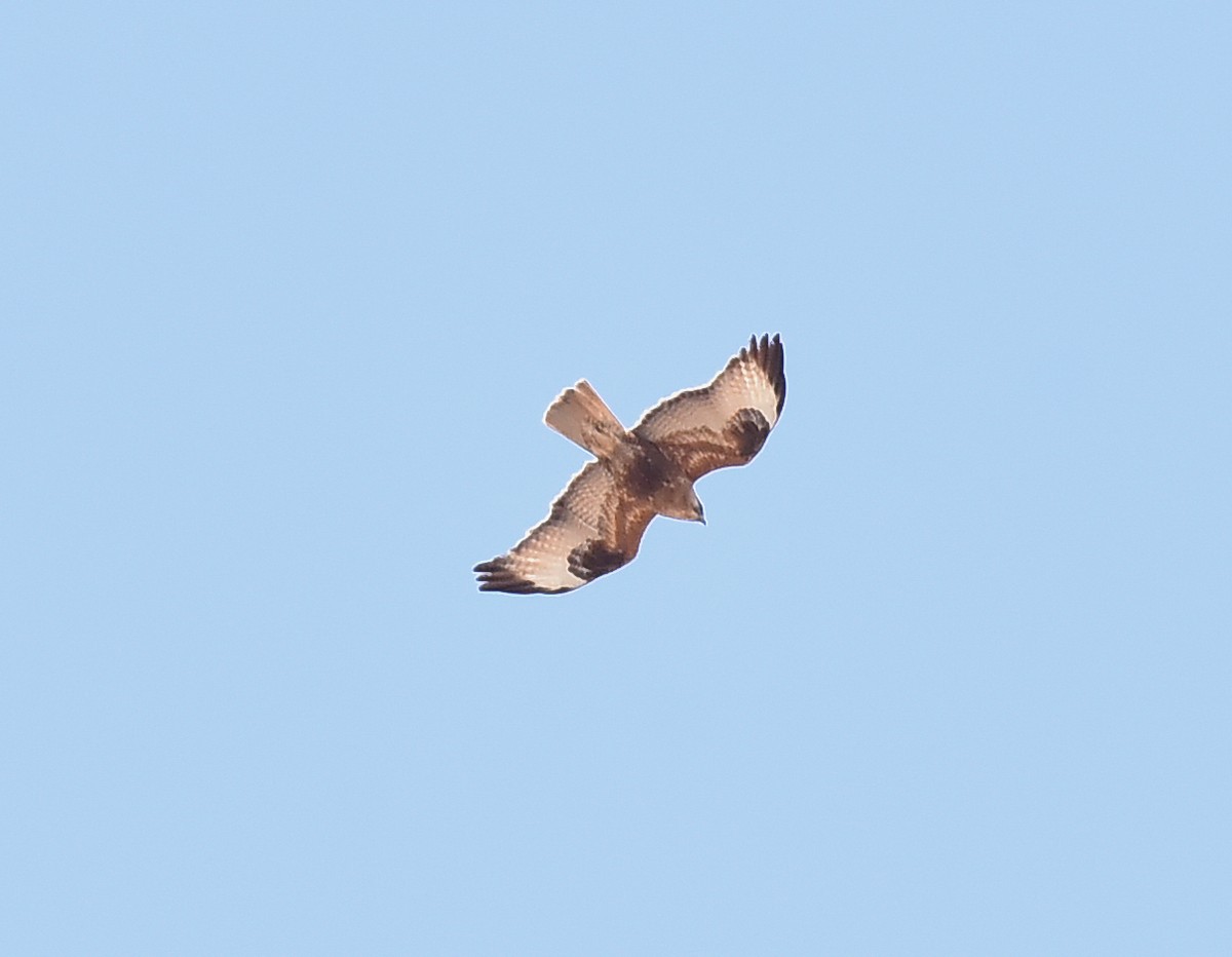 Eastern Buzzard - ML221450071