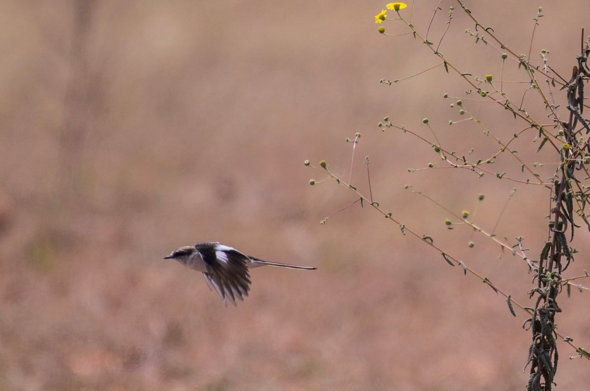 White-bellied Minivet - ML221450221