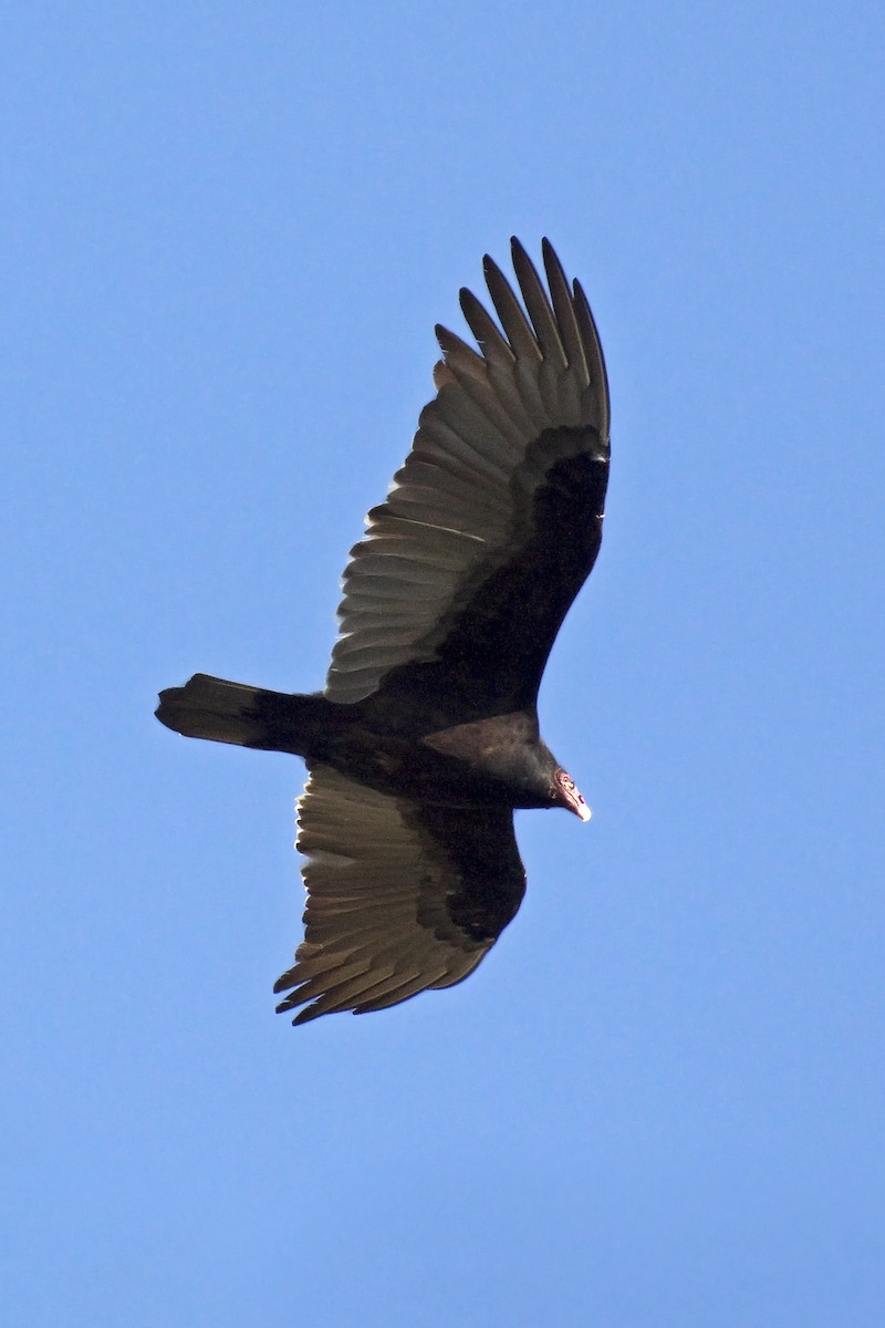 Turkey Vulture - ML221450941