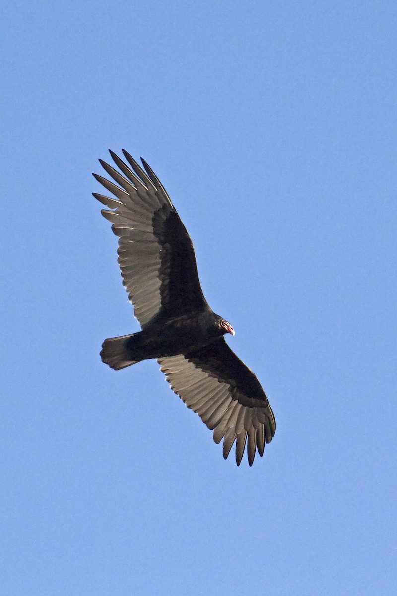 Turkey Vulture - ML221450951