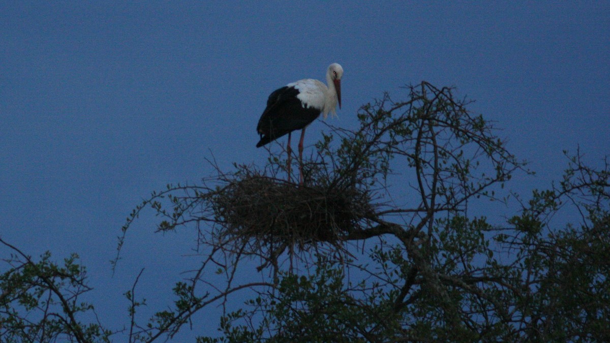 White Stork - ML22145151