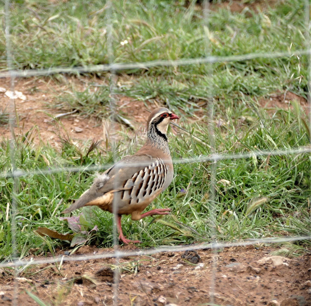 Red-legged Partridge - ML221453611