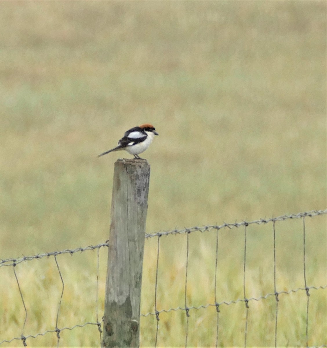 Woodchat Shrike - ML221454351