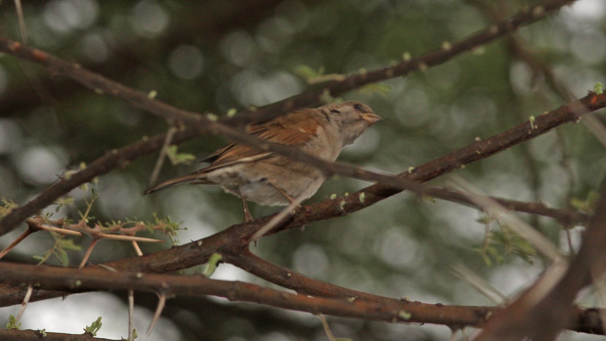 Northern Gray-headed Sparrow - ML22145571