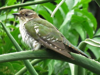 Dideric Cuckoo - Chrysococcyx caprius - Birds of the World