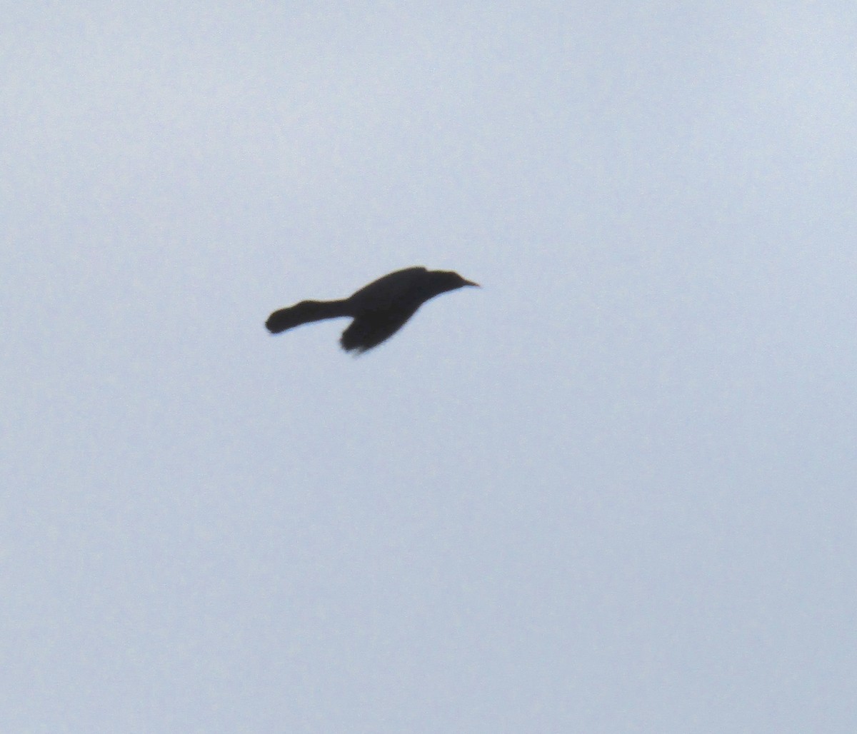 Boat-tailed Grackle - ML221458831