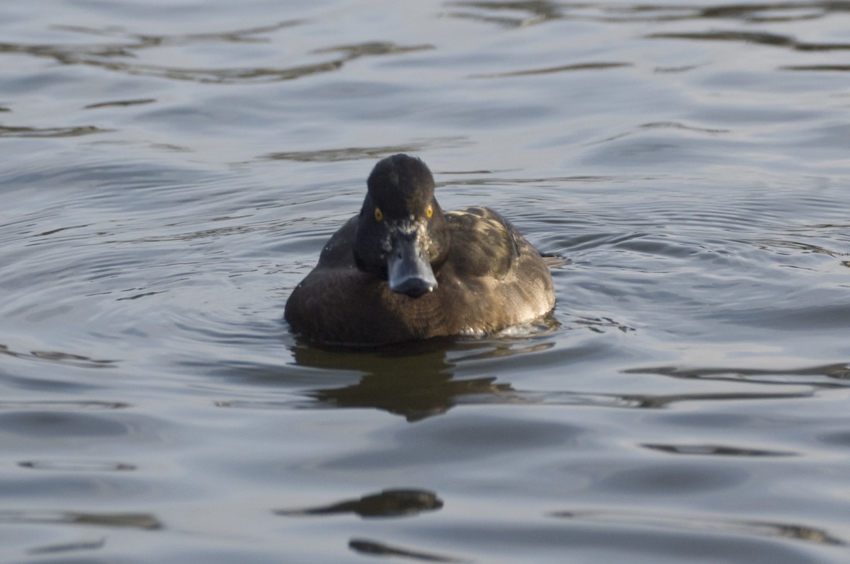 Tufted Duck - Guillermo López Zamora