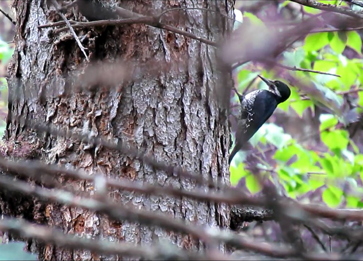 Black-backed Woodpecker - Bill Lenhart