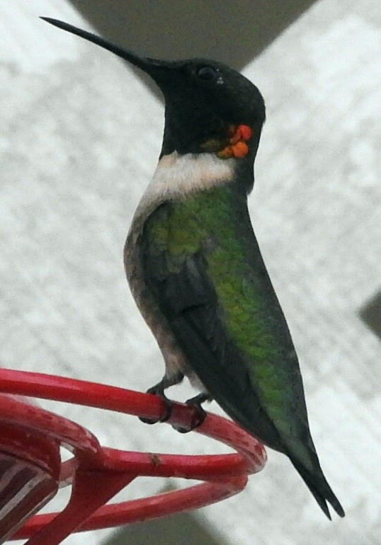 Ruby-throated/Black-chinned Hummingbird - ML221465571