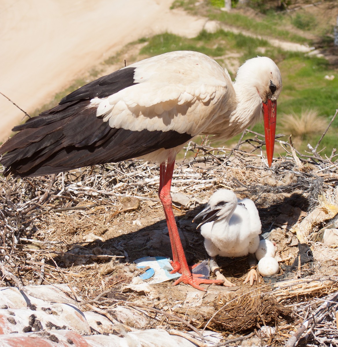 White Stork - ML221466821