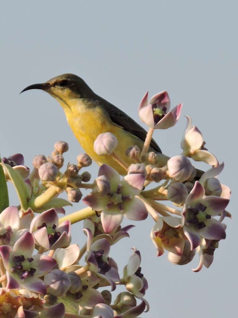 Нектаркові sp. (sunbird sp.) - ML22146781