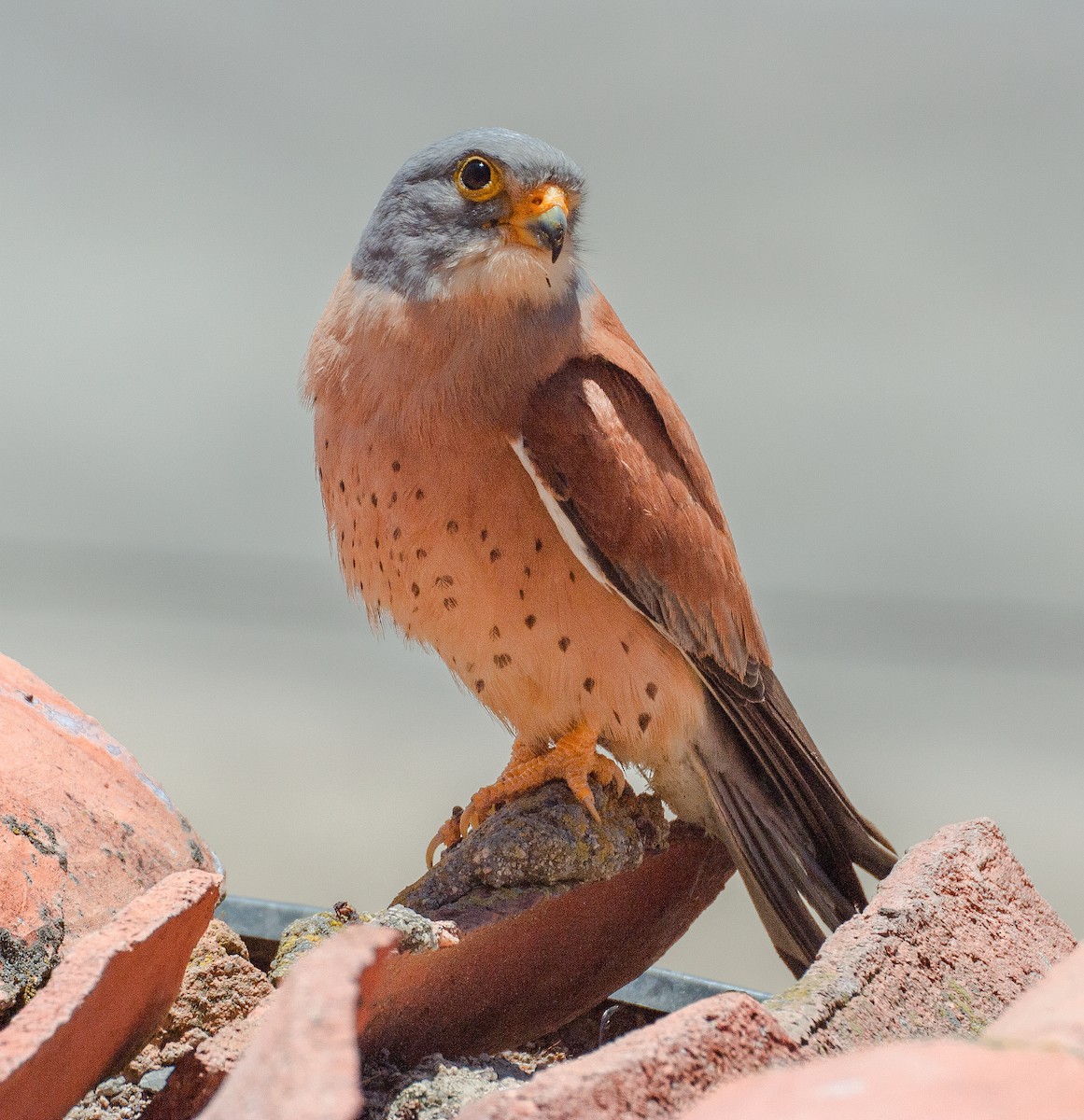 Lesser Kestrel - José Martín