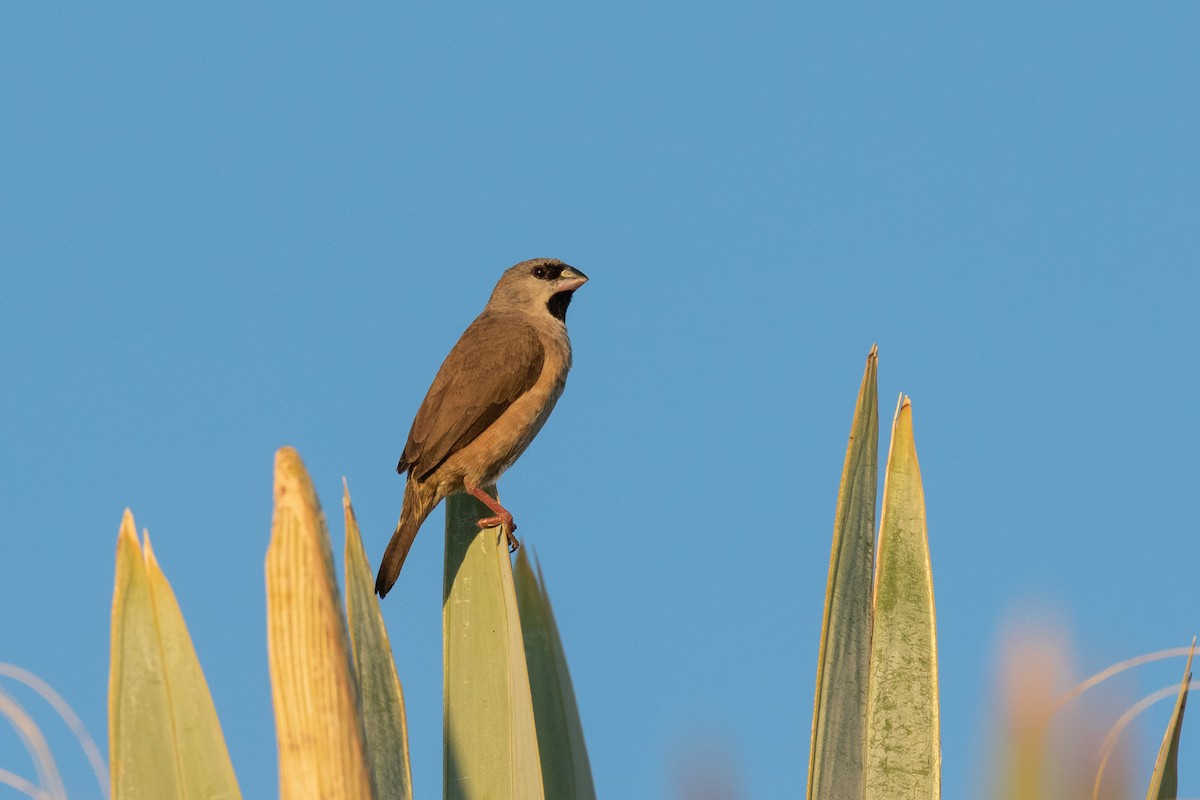 Madagascar Munia - Josh Engel