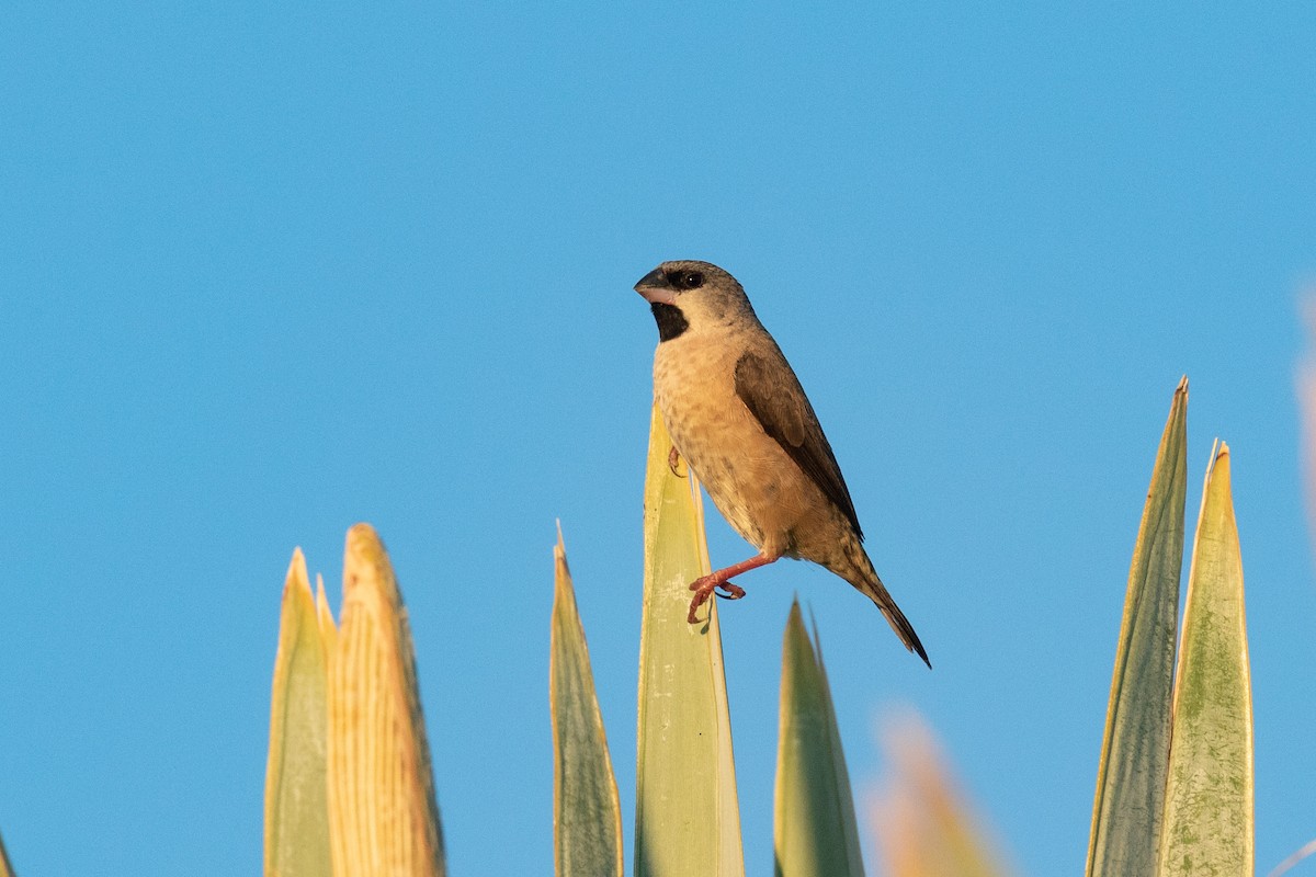 Madagascar Munia - Josh Engel