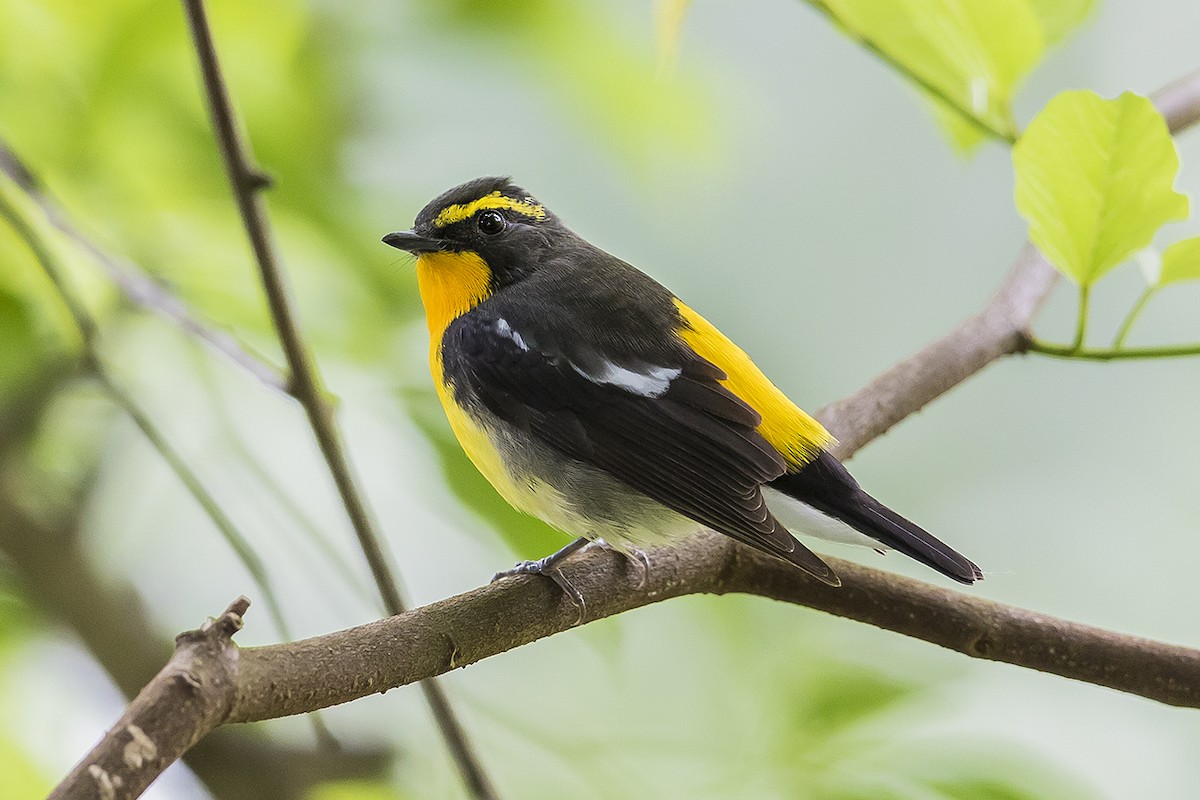 Narcissus Flycatcher - ML221470991