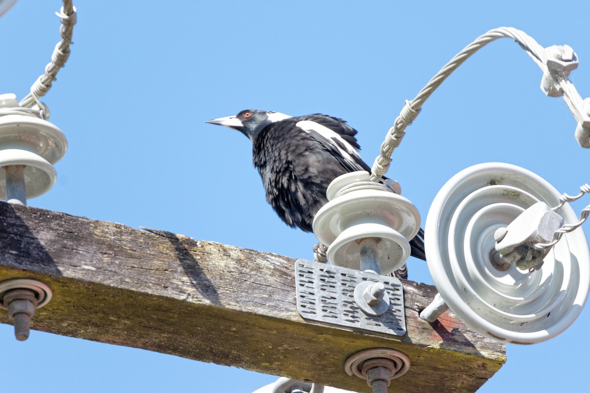 Australian Magpie - Anonymous