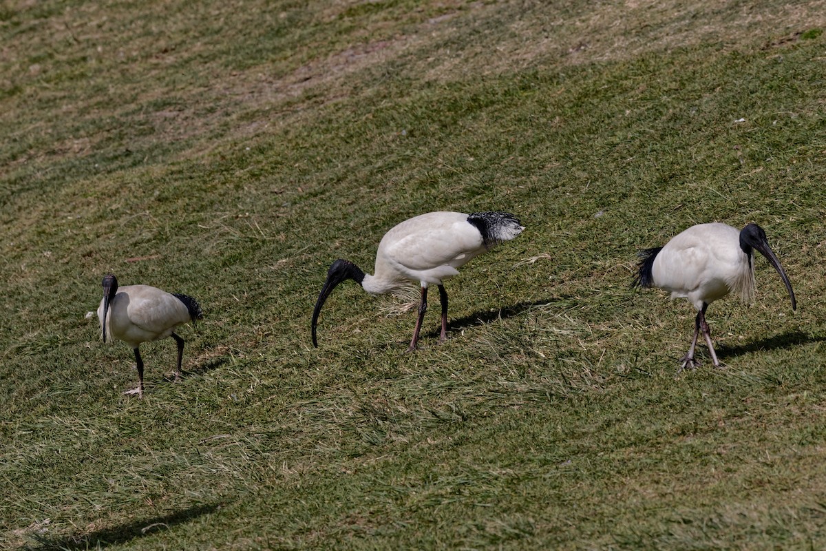 ibis australský - ML221471411