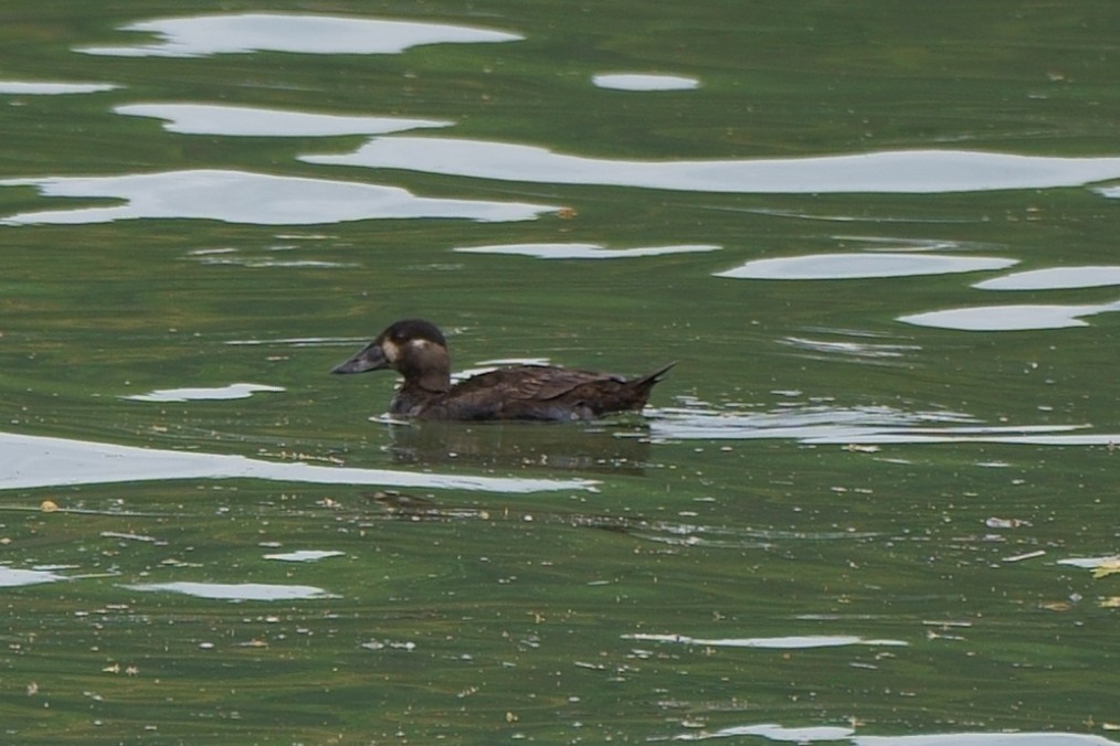 Surf Scoter - Howard Haysom