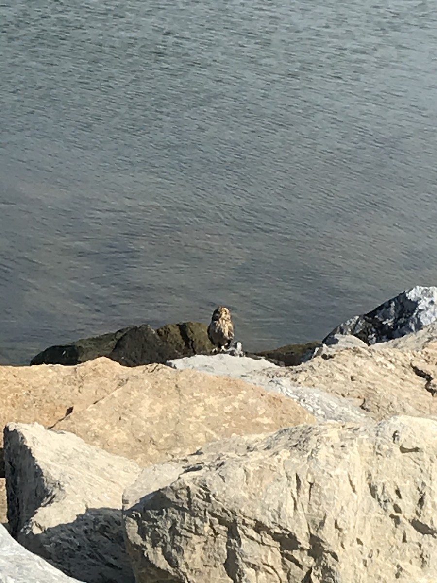 Short-eared Owl (Northern) - ML221475521