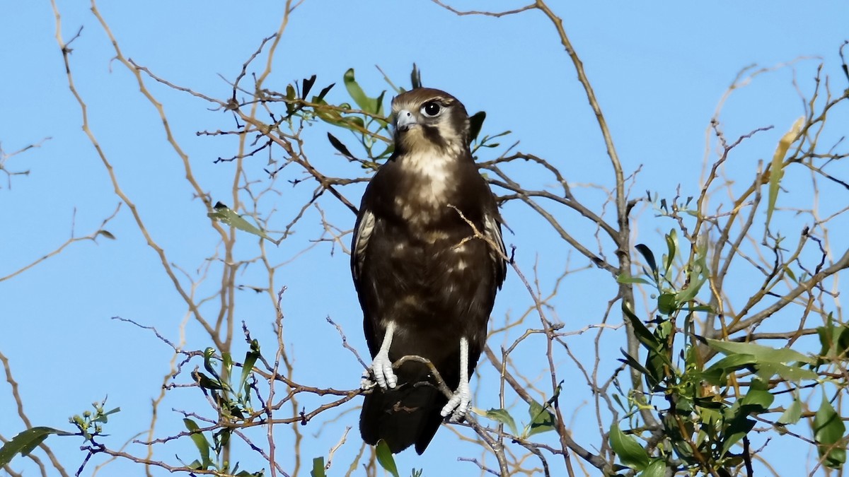 Brown Falcon - Elaine Rose