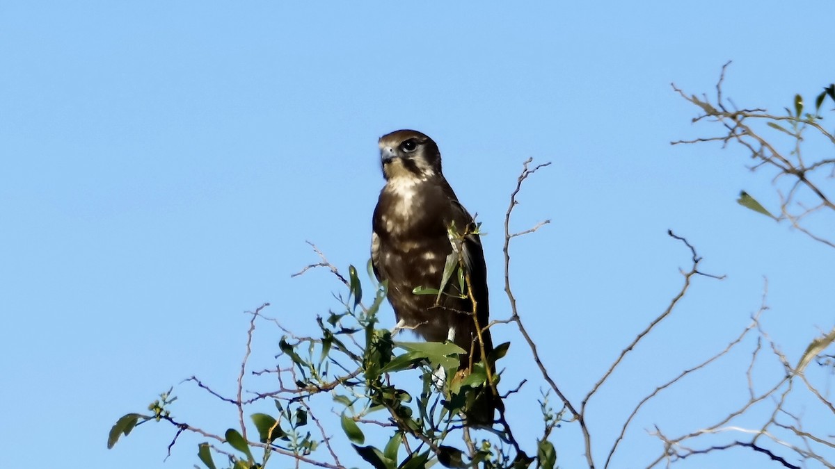 Brown Falcon - Elaine Rose