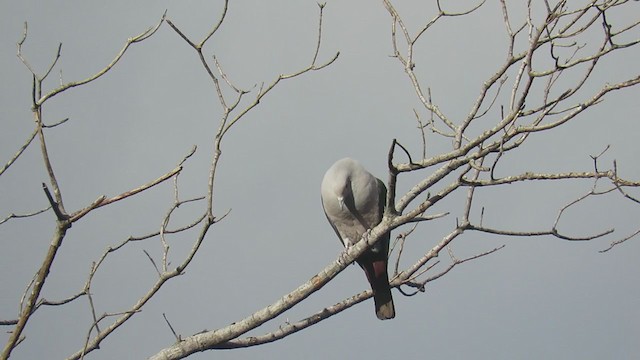 Green Imperial-Pigeon (Green) - ML221476981