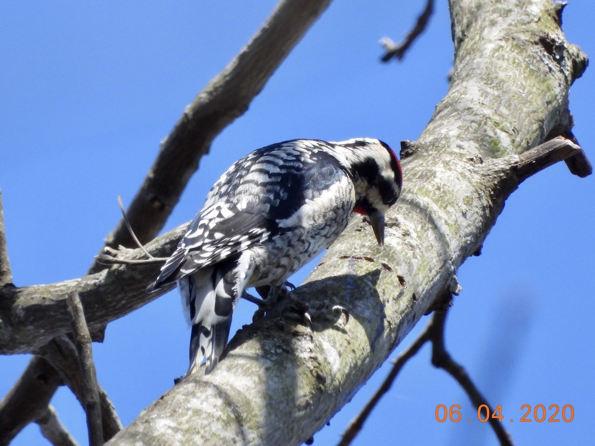 Yellow-bellied Sapsucker - Kurt Emmert  🦆