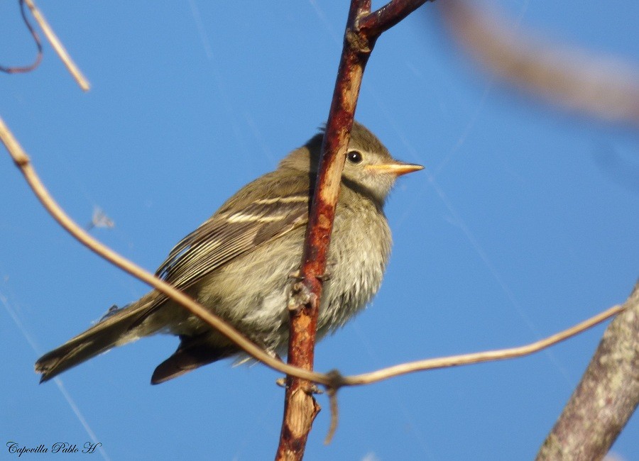 White-crested Elaenia - ML221477771