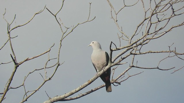 Green Imperial-Pigeon (Green) - ML221478121