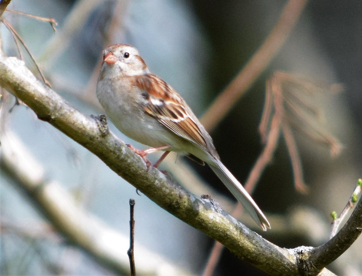 Field Sparrow - ML221478441