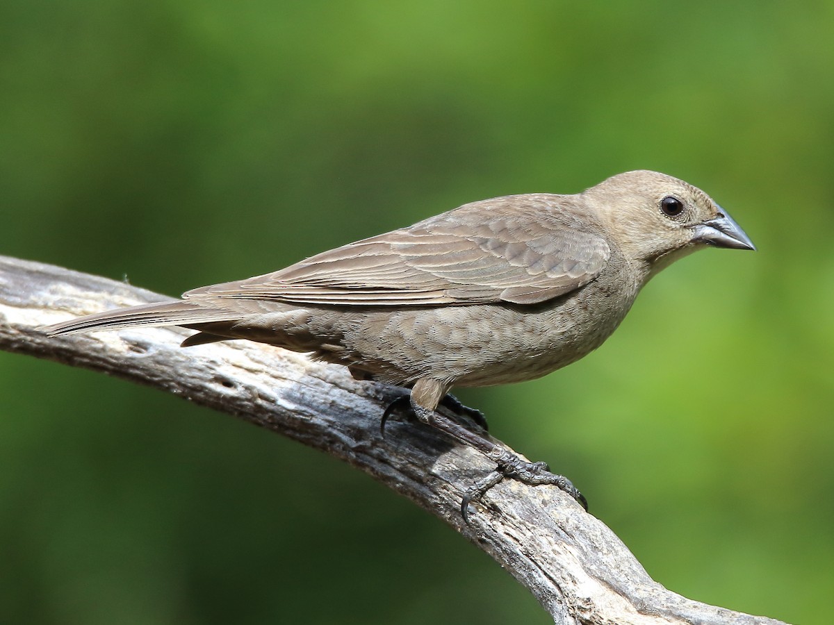 Brown-headed Cowbird - Doug Beach