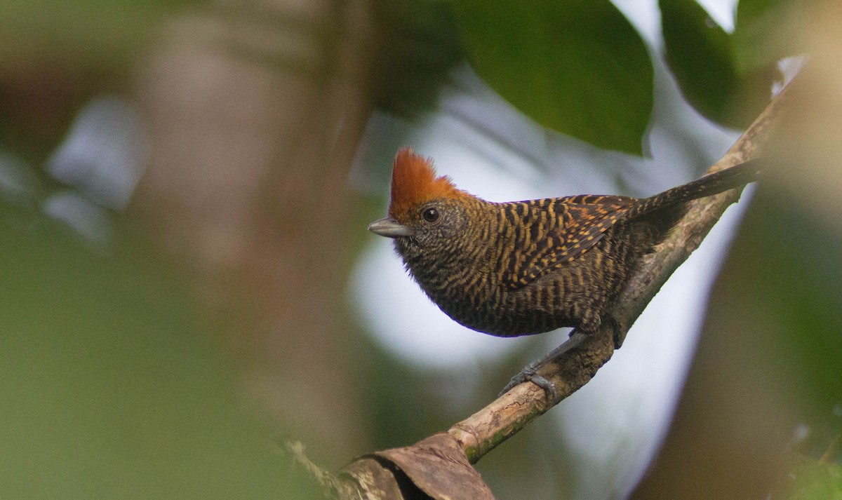 Tufted Antshrike - ML221479791