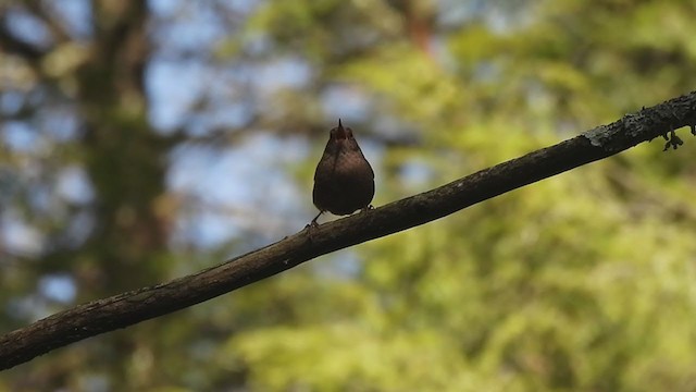 Troglodyte des forêts - ML221479841