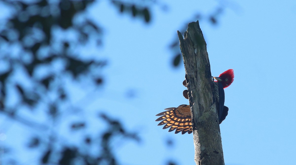 Robust Woodpecker - ML221480481