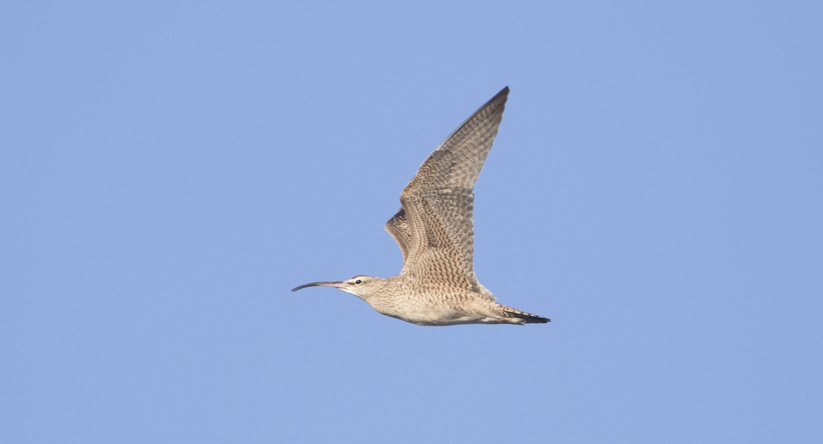 Whimbrel (Hudsonian) - Brian Sullivan