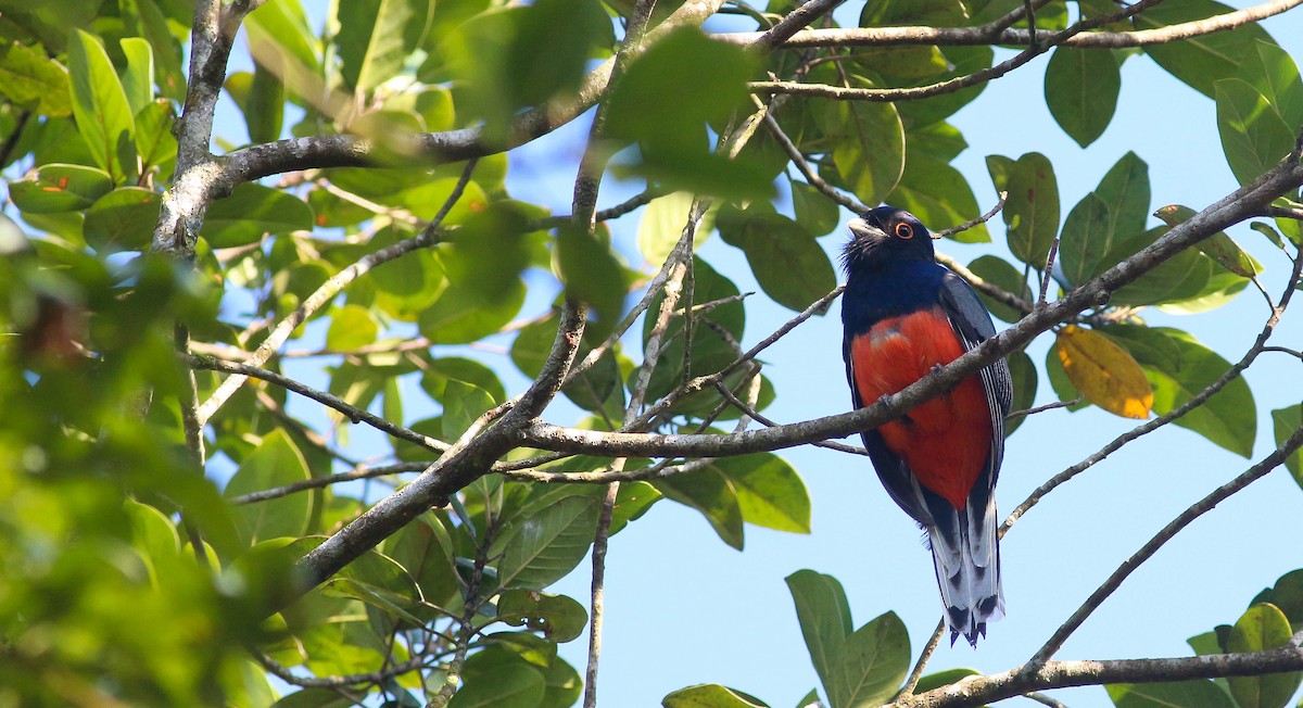 Trogon surucua - ML221480811