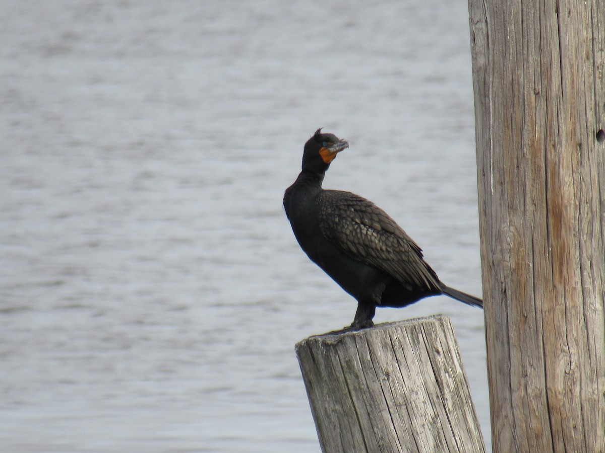 Double-crested Cormorant - John Coyle