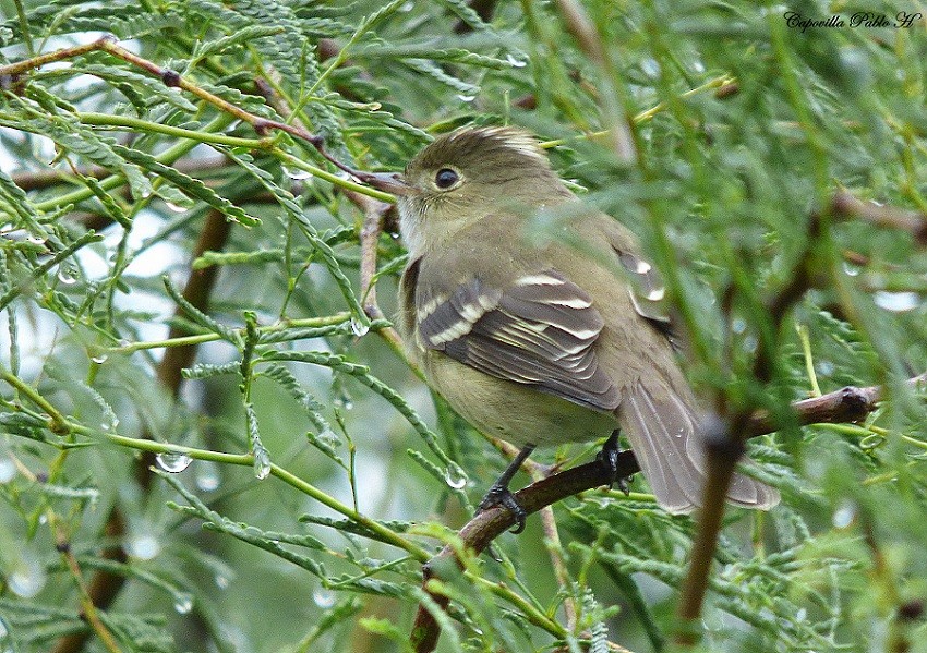 White-crested Elaenia - ML221482431