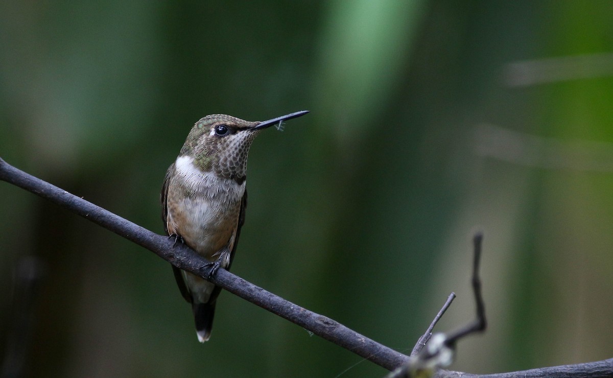 Amethyst Woodstar - ML221483341